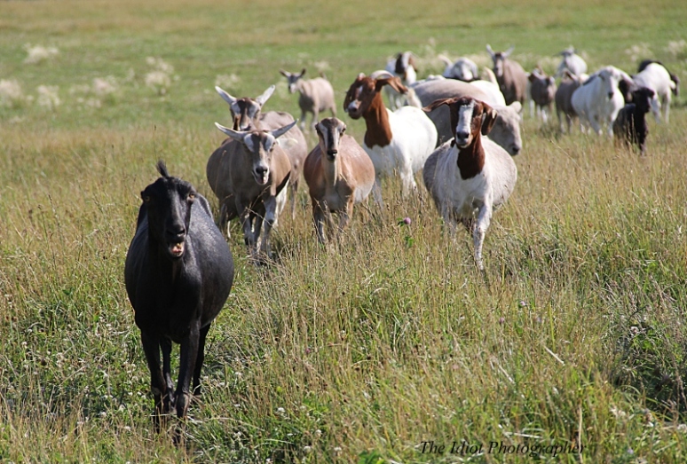 goat herd